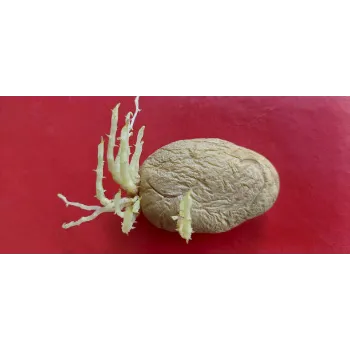 Potato (42)-1743424-68637.webp
